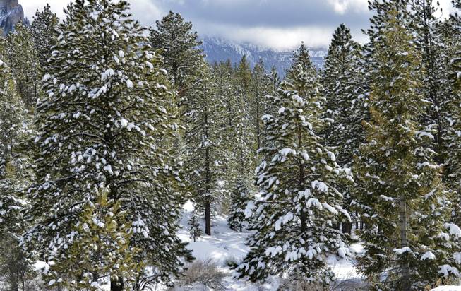 Snow capped pine trees are seen Saturday, Mar. 9, 2013 after a storm brought fresh snow to Mt. Charleston.